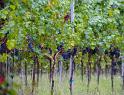 IMG_4502 copy